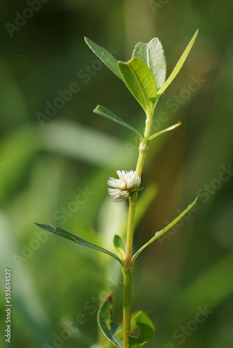 Altenanthera sessilis (Also called kremah, sissoo spinach, sessile joyweed, dwarf copperleaf) in the nature. As a herbal medicine, the plant has diuretic, cooling, tonic and laxative properties photo