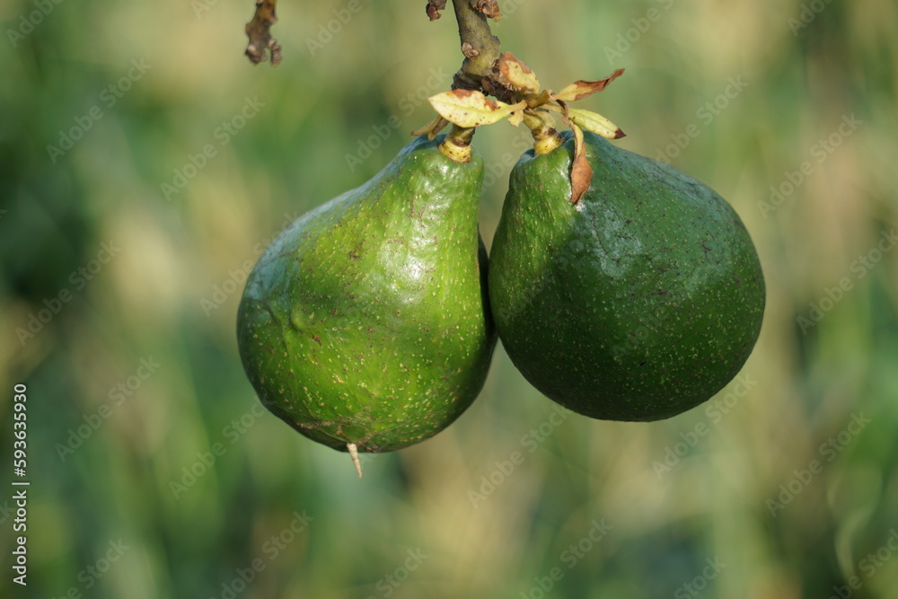 Green young avocado (Persea americana, avocado pear, alligator pear) in the nature background