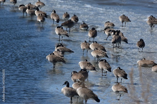 Geese roosting on the ice 