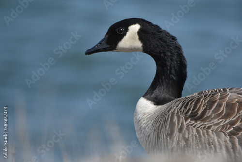 Fotografia Solitary Canada goose