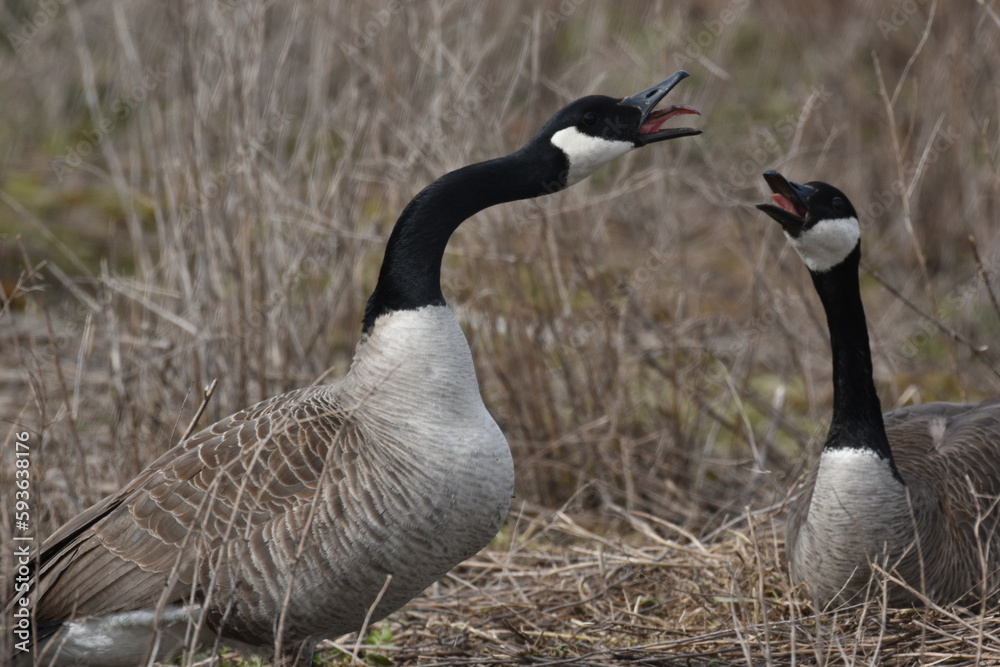 A pair of mating Canada geese A pair of mating Canada geese