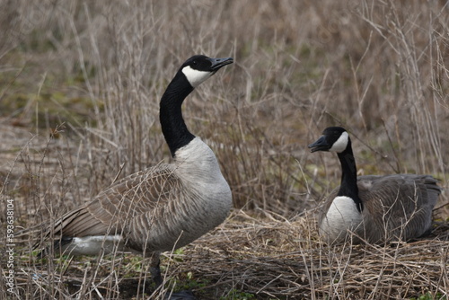 A pair of mating Canada geese 