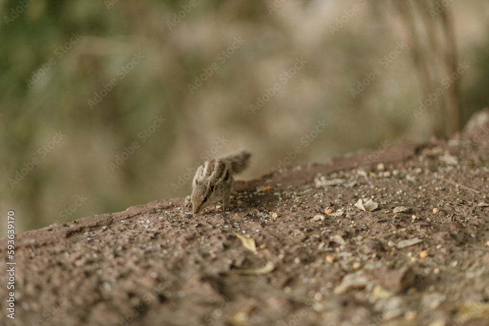 The northern palm squirrel (Funambulus pennantii), also called the five-striped palm squirrel, is a species of rodent in the family Sciuridae. Ahmedabad near the Gotila Garden.