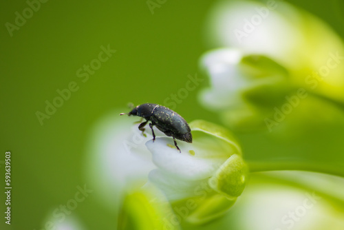 Rape beetle, meligethes aeneus on field pennycress, thlaspi arvense plant. Spring nature background photo