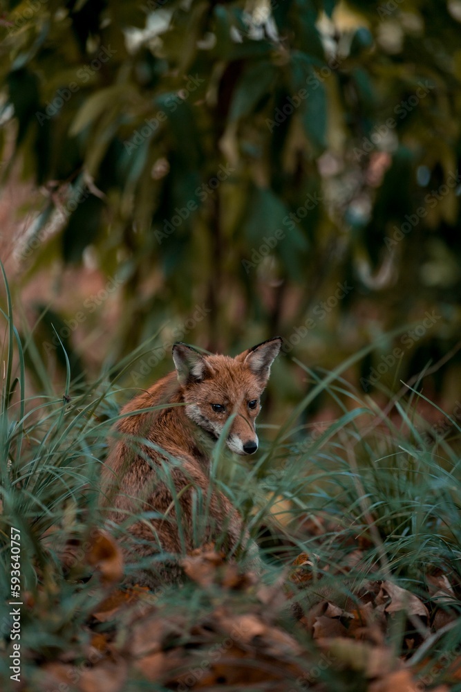 Obraz premium Vertical closeup shot of a red fox looking at the camera behind the green grass