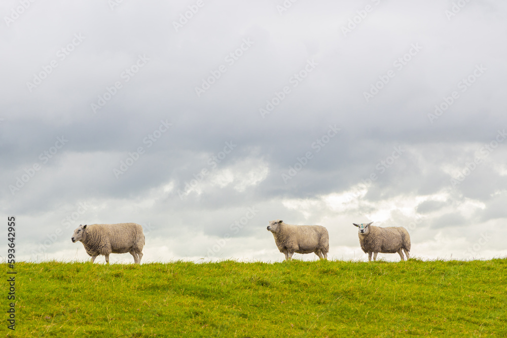 Fototapeta premium three sheep walking over a dike with green grass under a clouded sky in Friesland The Netherlands