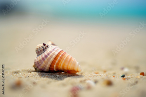 Beautiful seashell on a beach near the ocean in a clear summer day. Illustration. Generative AI © Mihai Zaharia