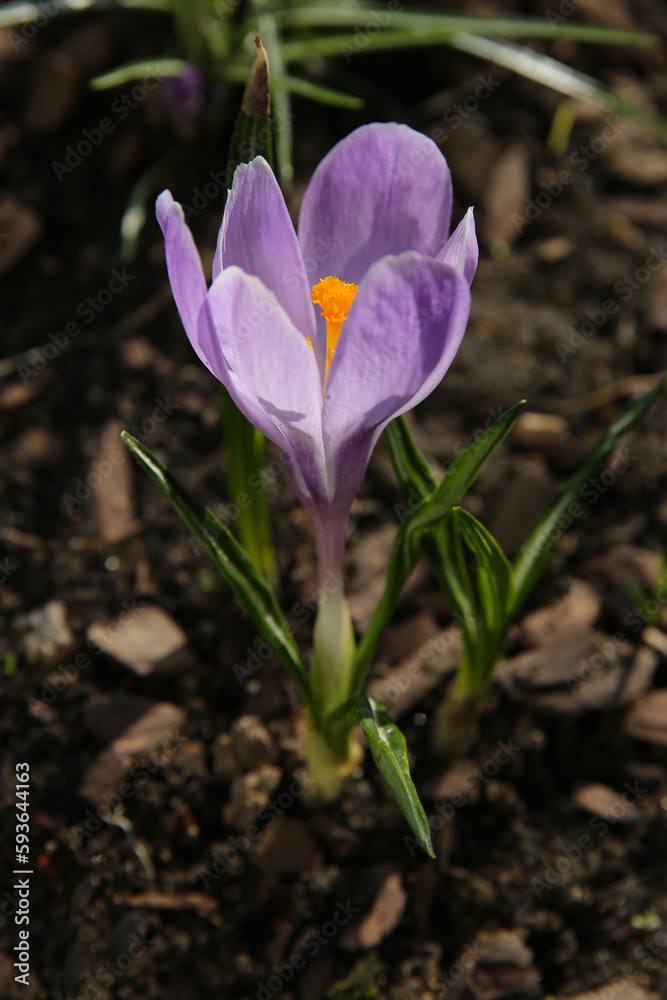 blurred floral background, crocus flowers on a sunny day blurred floral background, crocus flowers on a sunny day