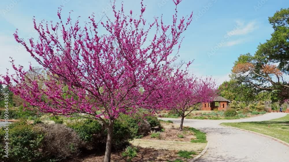 Eastern redbud blossom in the Will Rogers Gardens