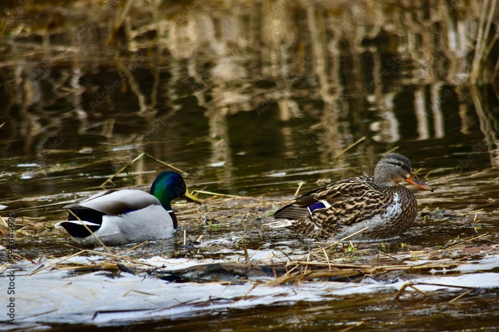 Obraz premium Hen and drake mallard feeding 