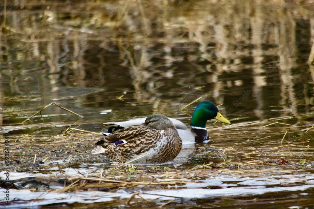 Obraz premium Hen and drake mallard feeding 