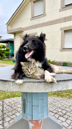 Perro abrazando gato 