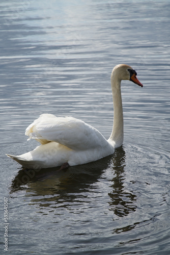 white swan swimming on the water