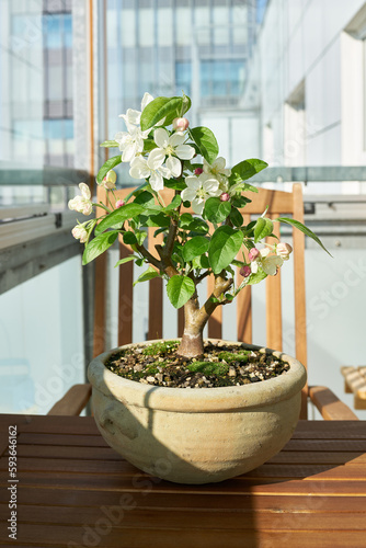 Apfelbaum Malus Evereste als Bonsai während der Blütezeit im April auf einem Balkon photo