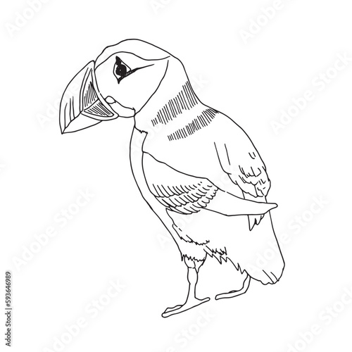 Puffin. Vector sketch of hand drawn bird. Linear animals art.