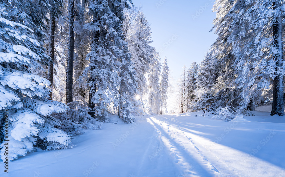 Winter forest in Seefeld, Austria