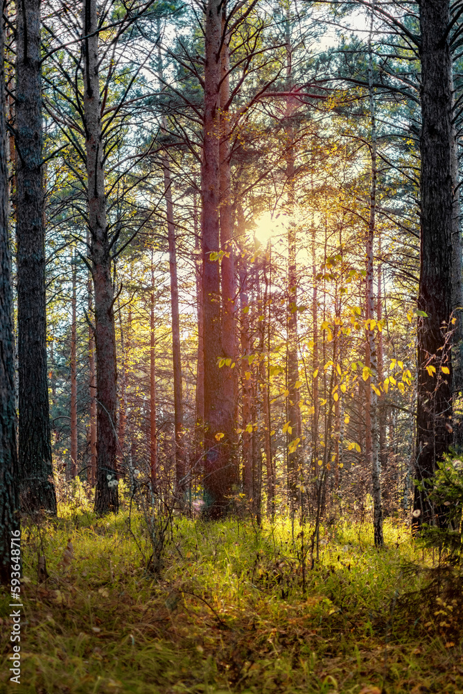 Fototapeta premium sunset in a wild pine forest, the sun breaks through the tree trunks