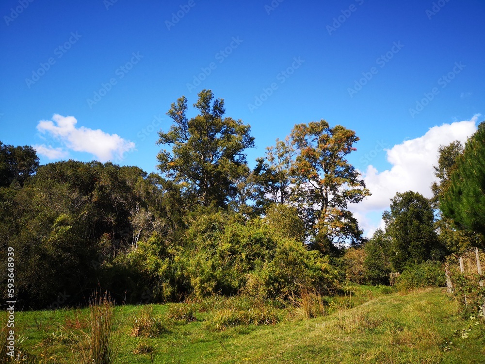 trees and sky