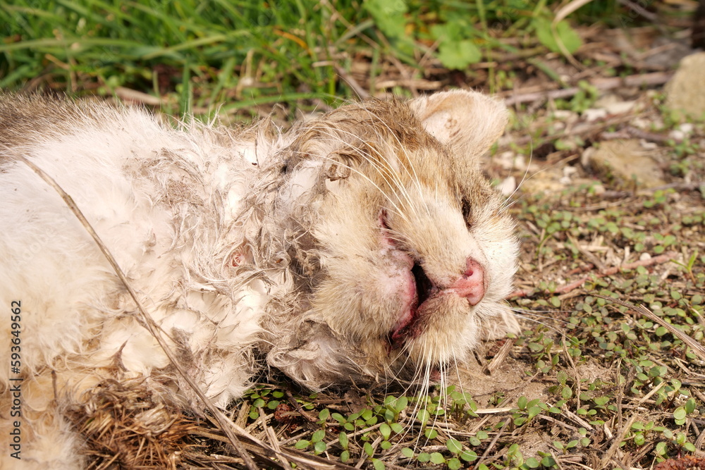 A dead cat. A dead cat is lying on the road A dead cat. A dead cat is lying on the road