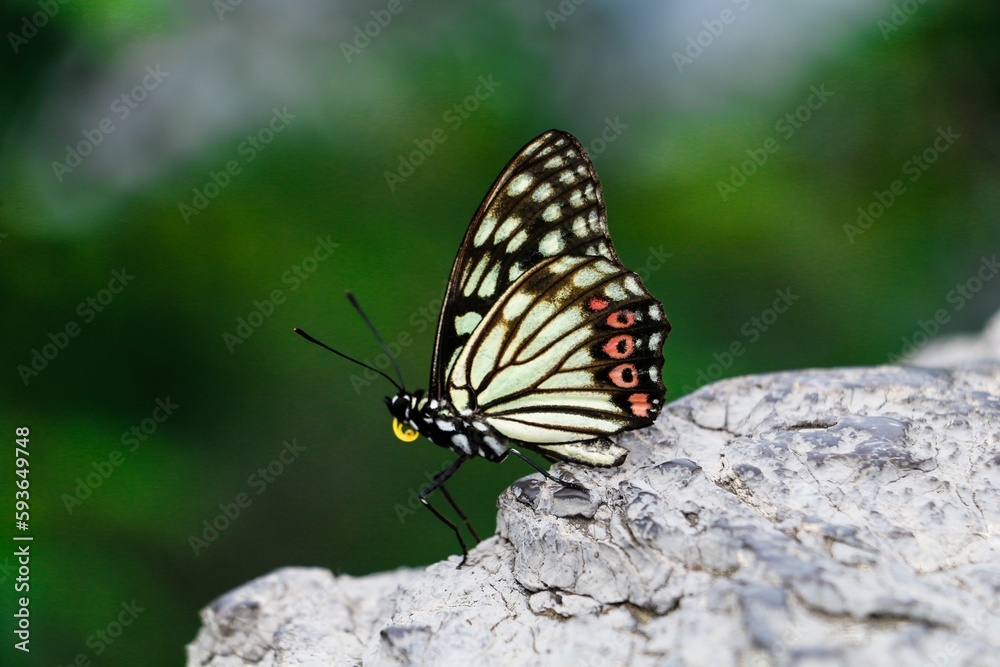 Close-up profile view of a Hestina resting on a stone Close-up profile view of a Hestina resting on a stone
