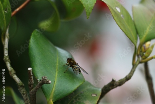 Macro shot of a Syrphus on a green leaf outdoors © Estela77/Wirestock Creators