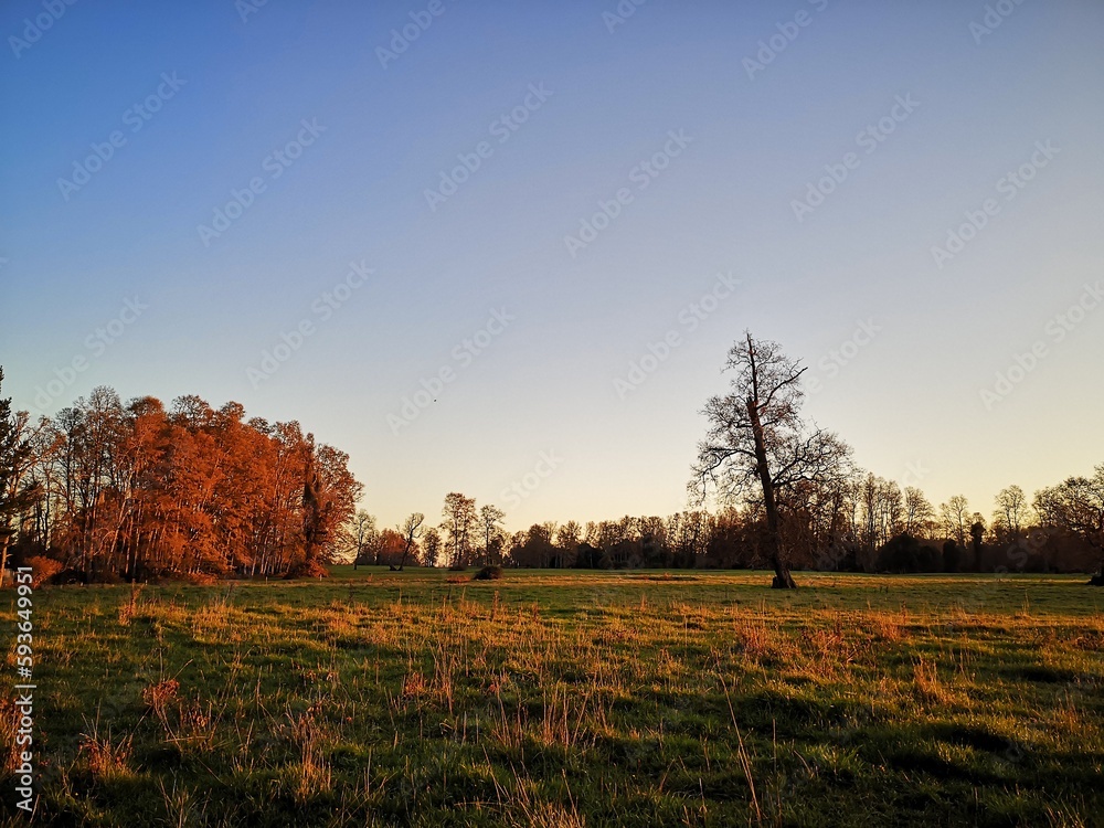 Fototapeta premium autumn landscape with tree