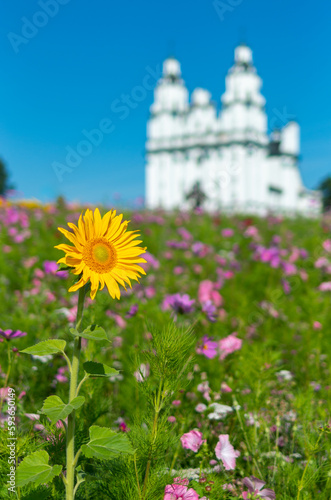 Sunflower in the flower meadow next to the Church of the Resurrection in Bialystok 