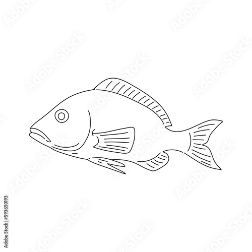 Red snapper hand drawing vintage engraving illustration. Vector.