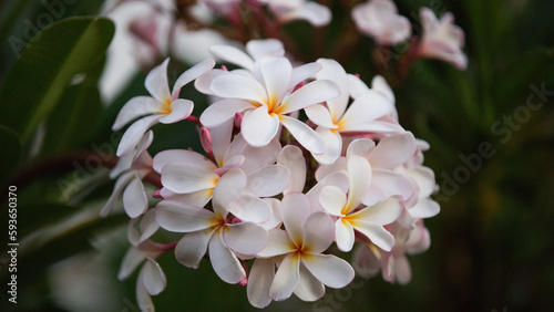 plumeria flower hawaii