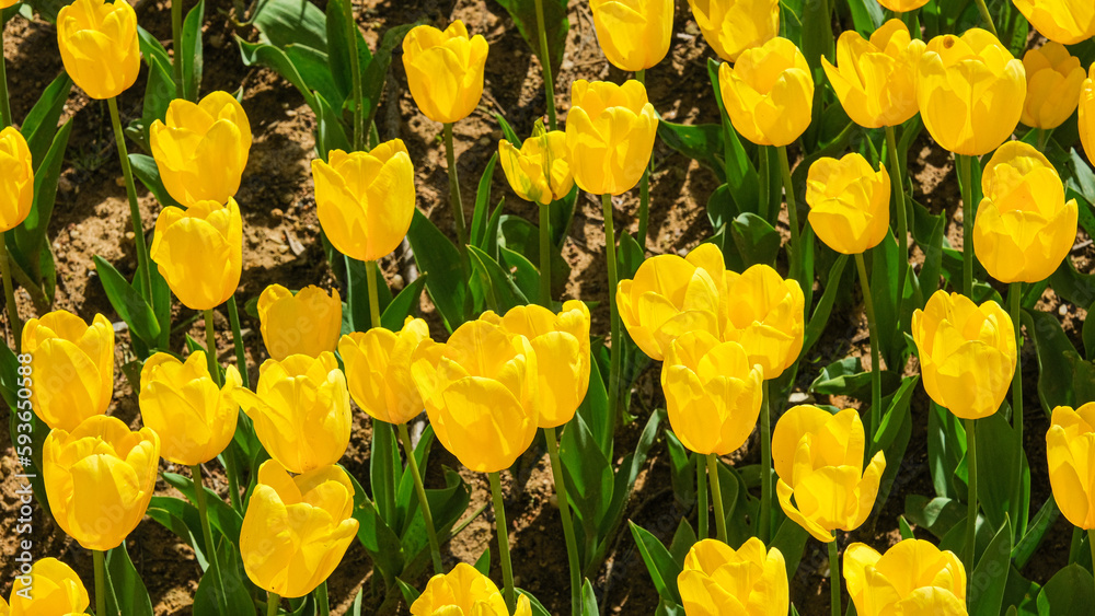 Εκτύπωση καμβά istanbul lale, istanbul tulip, istanbul 2023