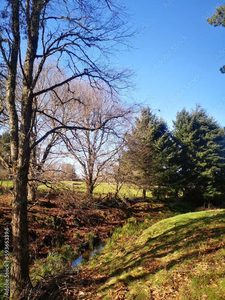 Obraz premium trees in the forest