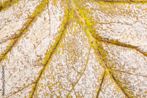 Εκτύπωση καμβά Abstract closeup of leaf in a state of decomposition