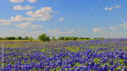 Sunny view of the Bluebonnet blossom in rural Ennis area