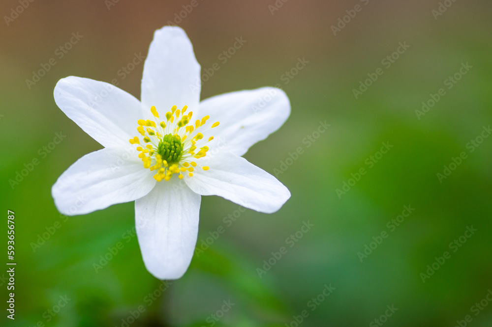Close-up of a white Oak anemone (Anemone nemorosa) flower in a garden on a green background Close-up of a white Oak anemone (Anemone nemorosa) flower in a garden on a green background