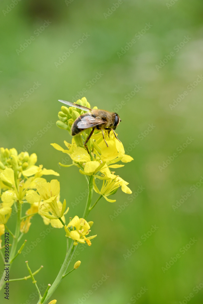 closeup the brown black honey bee hold on mustered yellow flower with plants and leaves in the farm soft focus natural green brown background. closeup the brown black honey bee hold on mustered yellow flower with plants and leaves in the farm soft focus natural green brown background.