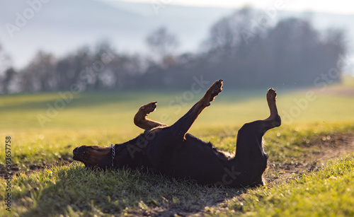 Cheerful Rottweiler somersaults in the meadow under the morning sun