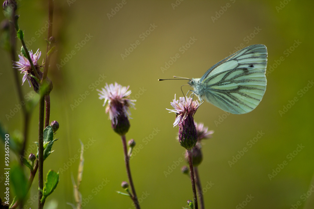 Beautiful rutabaga (Pieris napi) resting on a purple flower Beautiful rutabaga (Pieris napi) resting on a purple flower