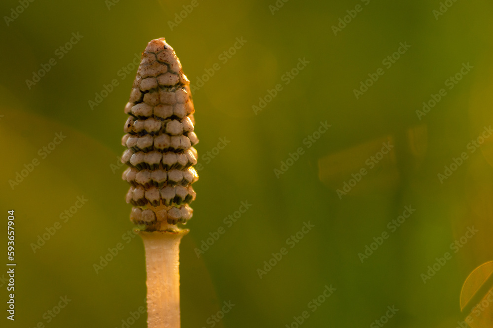 Close-up shot of a common horsetail (Equisetum arvense) on a green background Close-up shot of a common horsetail (Equisetum arvense) on a green background