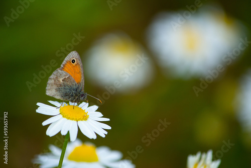 Close-up of a small heath (Coenonympha pamphilus) butterfly resting on a daisy photo