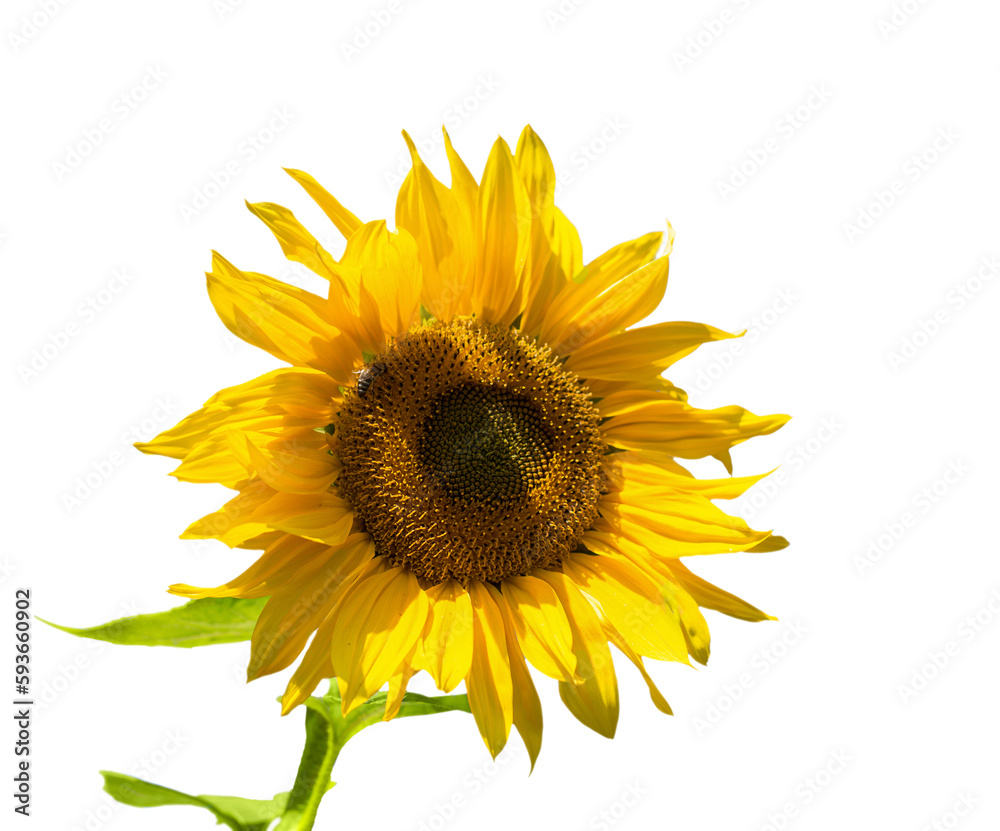Fototapeta premium Flower of sunflower isolated . Seeds and oil. Flat lay, top view