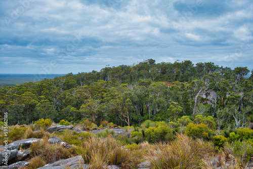 Dense forest of karri and marri eucalyptus trees on the lower slopes of Mount Chudalup, a granitic ecological island in D'Entrecasteaux National Park in the south of Western Australia 