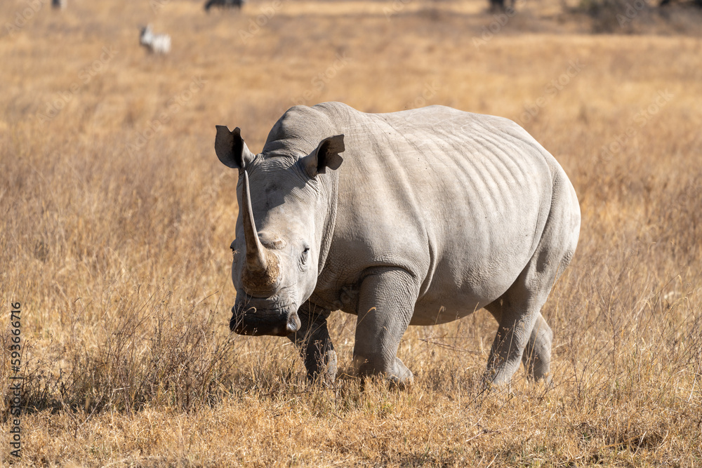 Rhinoceros walks in the grassland of Lake Nakuru National Park Kenya Africa Rhinoceros walks in the grassland of Lake Nakuru National Park Kenya Africa
