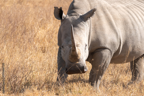 Rhinoceros walks in the grassland of Lake Nakuru National Park Kenya Africa