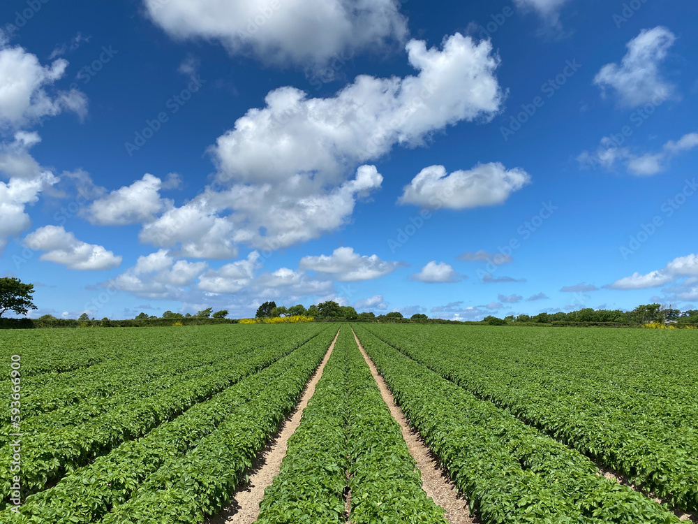 Field of crops Field of crops