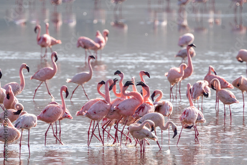 Lots of flamingos in Lake Nakuru National Park  Kenya  Africa