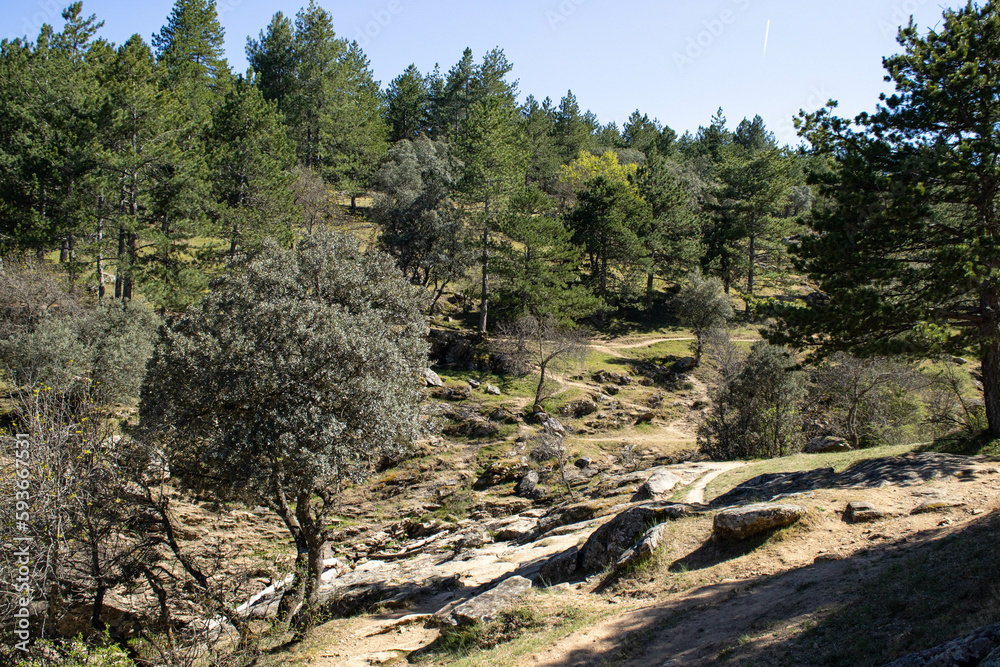 Bosque de Buitrago de Lozoya cercano al río Lozoya Bosque de Buitrago de Lozoya cercano al río Lozoya