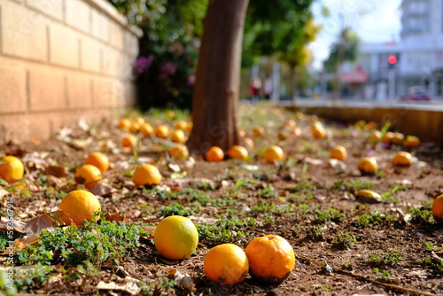 harvest tangerines are lying under the trees on the city street photo