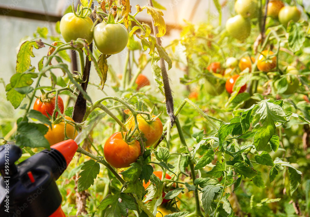 Foto de Spraying a tomato with a solution against diseases and