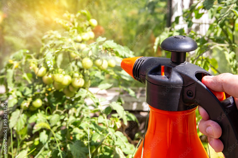 Spraying a tomato with a solution against diseases and phytophthora