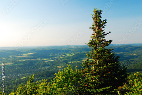 A red spruce tree grows near the top of a mountain and overlooks a forest valley